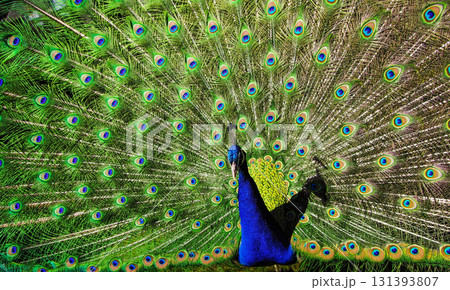 beautiful peacock in nature beautiful peacock in nature 131393807