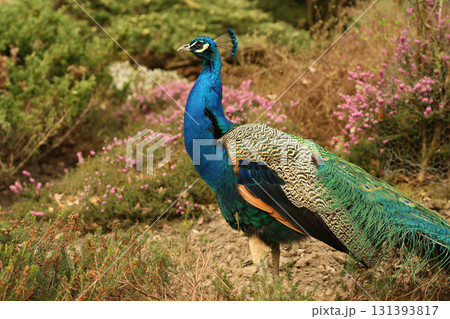 the peacock in the wild 131393817