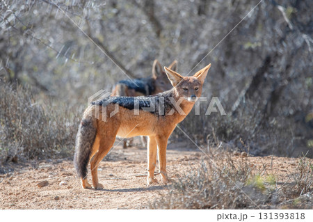 red fox lying down on the ground 131393818