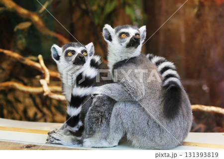 lemur on the tree 131393819