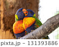 parrot on a tree 131393886
