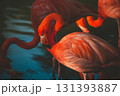 a pink flamingo in a pond 131393887