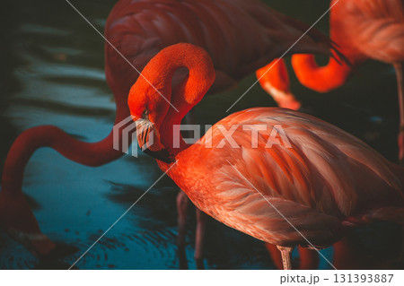a pink flamingo in a pond 131393887