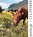 cow on the mountain 131393888