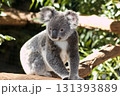 wild koala on a tree 131393889