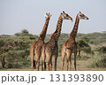 giraffe in the zoo 131393890