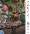 colourful parrot bird sitting on tree 131393891