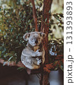 wild koala on a tree 131393893