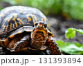 giant turtle in the garden 131393894