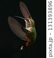 pink and green hummingbird with green and blue flowers 131393896