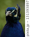 portrait of a bird with a feathers 131393897