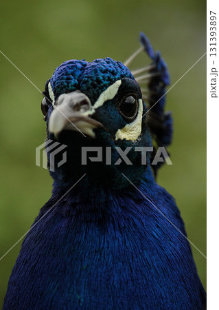 portrait of a bird with a feathers 131393897