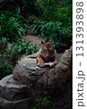 tiger in the zoo 131393898