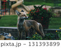 red fox lying on the grass 131393899