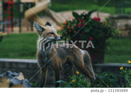 red fox lying on the grass 131393899
