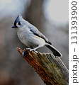 close up on a branch in winter 131393900