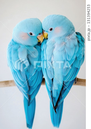 Two beautiful turquoise parrots sitting close together on a branch against a soft background 131394253
