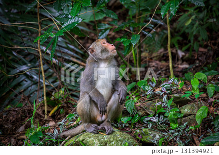 台湾 動物 動物学 131394921
