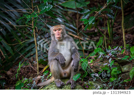 台湾 動物 動物学 131394923