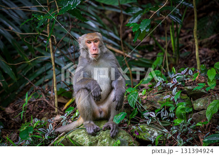 台湾 動物 動物学 131394924
