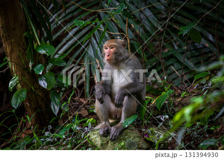 台湾 動物 動物学 131394930