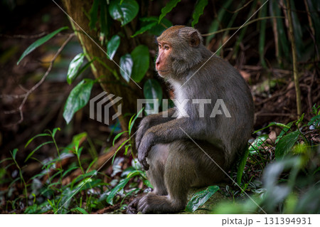 台湾 動物 動物学 131394931