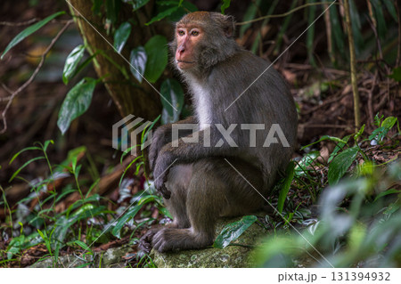 台湾 動物 動物学 131394932