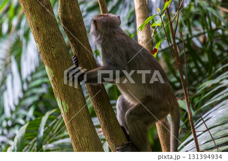台湾 動物 動物学 131394934