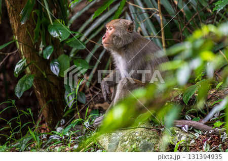台湾 動物 動物学 131394935