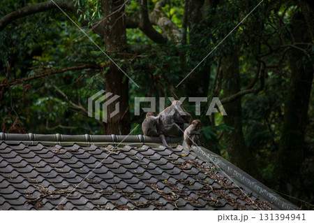 台湾 動物 動物学 131394941