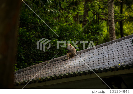 台湾 動物 動物学 131394942