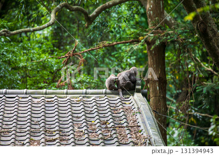 台湾 動物 動物学 131394943