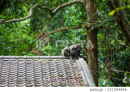 台湾 動物 動物学 131394944