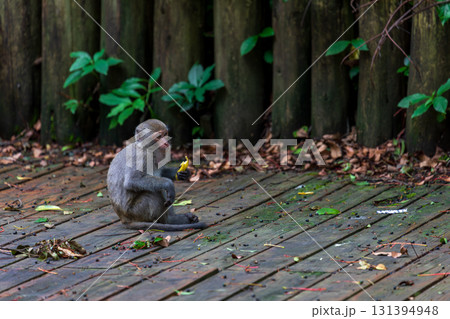 台湾 動物 動物学 131394948