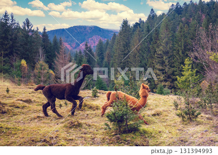 Two brown LLamas walk on the mountains slopes 131394993