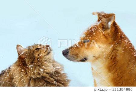 A cat and a dog sit together during a snowfall A cat and a dog sit together during a snowfall 131394996