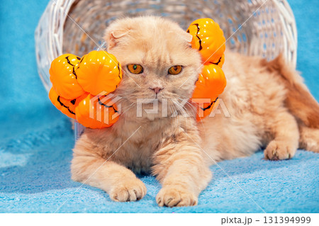 A funny Scottish fold shorthair cat with Halloween garland from artificial pumpkins on the head lying on blue blanket 131394999
