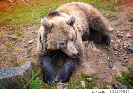 Resting adult brown bear in nature Resting adult brown bear in nature 131395015
