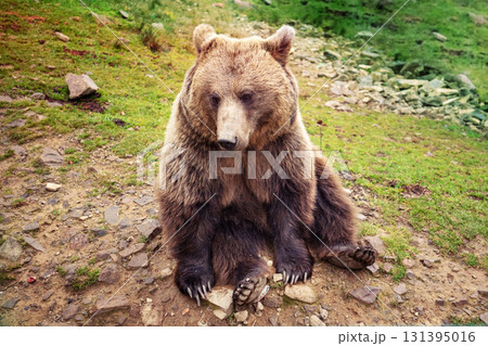 An adult brown bear sits in the wild An adult brown bear sits in the wild 131395016