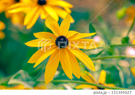 Flowering Rudbeckia hirta (Black-eyed Susan) flowers in the garden in summer. Nature background 131395027