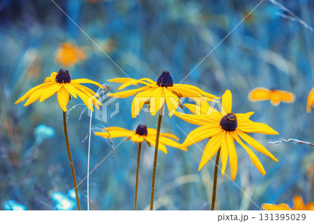 Flowering Rudbeckia hirta (Black-eyed Susan) flowers in the garden in summer. Nature background Flowering Rudbeckia hirta (Black-eyed Susan) flowers in the garden in summer. Nature background 131395029