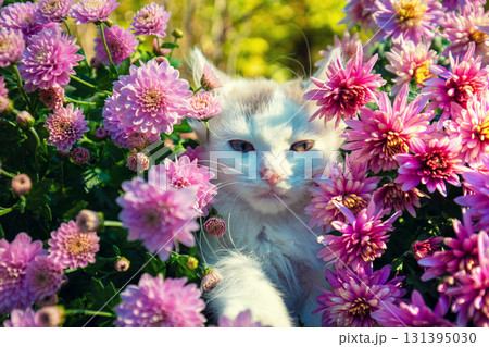 Cute little kitten in the garden with pink chrysanthemum flowers Cute little kitten in the garden with pink chrysanthemum flowers 131395030