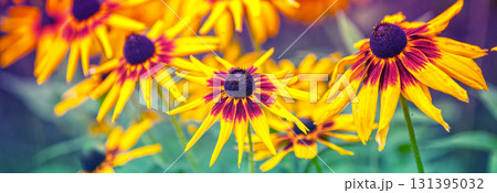 Flowering Rudbeckia hirta (Black-eyed Susan) flowers in the garden in summer Flowering Rudbeckia hirta (Black-eyed Susan) flowers in the garden in summer 131395032