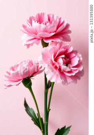 Pink carnations blooming on pink background: elegance and purity 131395880