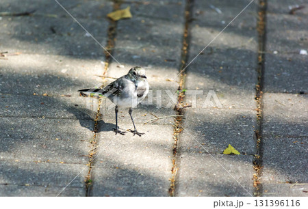 Wagtail white and grey bird Wagtail white and grey bird 131396116