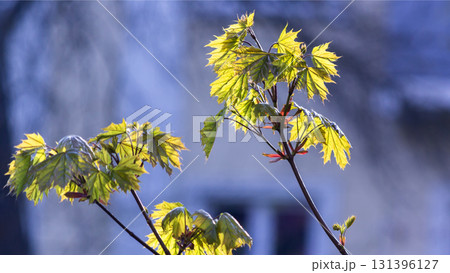 green and yellow maple leaves and blue sky 131396127