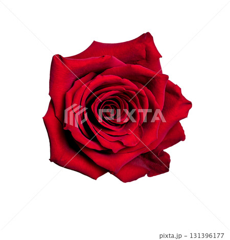 Red Rose isolated on white background. Red Rose isolated on white background. 131396177