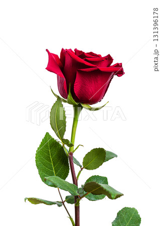 Red Rose isolated on white background. Red Rose isolated on white background. 131396178