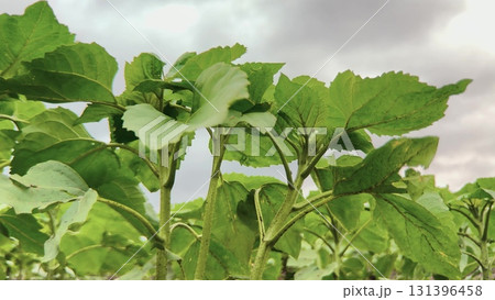Young Green Sunflower Plants, Close Up of Sunflower Leaves, Nature s Green Canopy, Fresh Sunflower Field, Vibrant Plant Stems, Lush Green Foliage, Sunflowers Under Cloudy Sky, Summer Field Growth 131396458