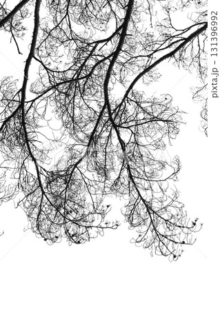 A stark black-and-white image of a pine tree branches isolated on white 131396992